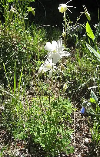 Description de cette image, également commentée ci-après