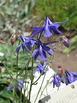 Fleurs d'Aquilegia einseleana.