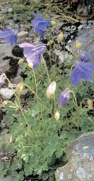 Description de cette image, également commentée ci-après