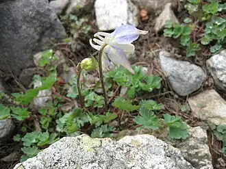 Fleur d'Aquilegia saximontana.