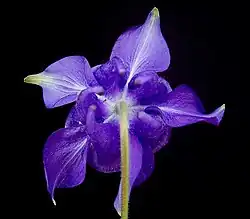 Détail de la fleur.