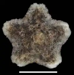 Aquilonastra aileenae de Malaisie.