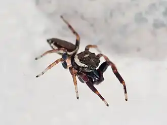 Description de cette image, également commentée ci-après