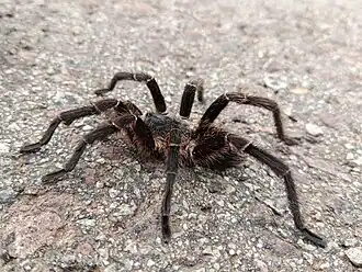 Description de l'image Araña pollito de collar (Eupalaestrus weijenberghi) 06.jpg.