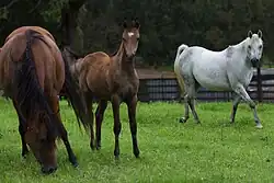 Groupe de juments et de poulains dans un pâturage.