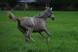 Jeune cheval gris vu de dos au galop dans un pré vert.