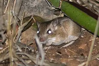 Description de l'image Arabian jird.jpg.