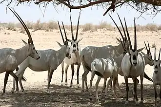 Oryx d'Arabie au Ranch de l'antilope, Israël.