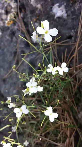 Description de l'image Arabidopsis petraea sl4.jpg.