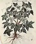 La vigne, f.252v