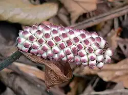 Jardin botanique de Limbé (Cameroun).