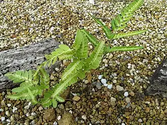 Description de cette image, également commentée ci-après