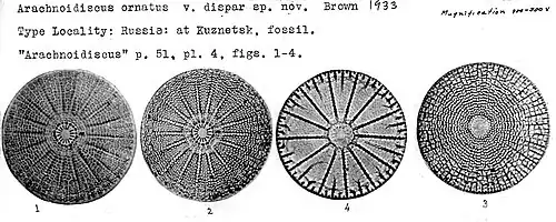 Fossiles de Arachnoidiscus ornatus Ehrenb.