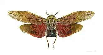 Description de cette image, également commentée ci-après