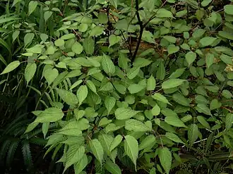 Description de cette image, également commentée ci-après