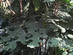 Trevesia palmata.