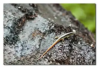 Description de l'image Arana reptile.jpg.