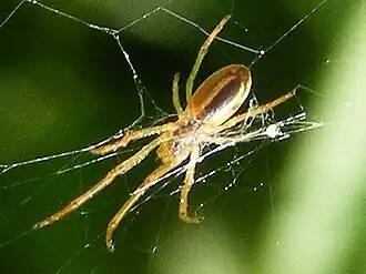 Description de l'image AraneusPratensis.jpg.