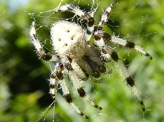 Description de l'image AraneusTrifolium.jpg.