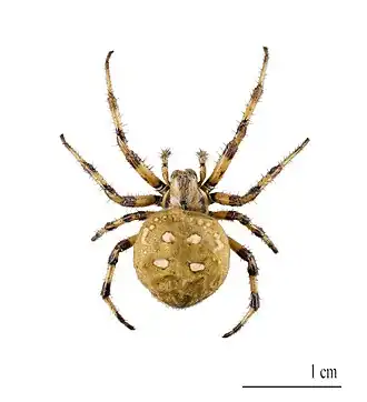 Araneus quatratus, abdomen « soufflé ».