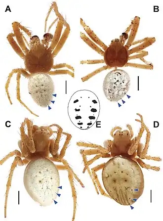 Araniella villanii