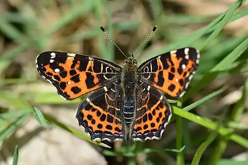 Carte géographique, forme levana.