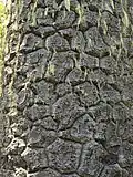 Écorce d'un tronc mature