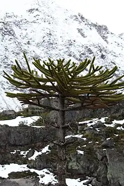 Araucaria au Parc national Laguna del Laja, 2019