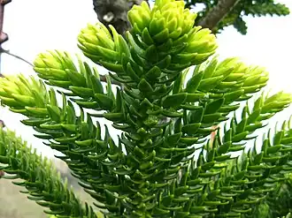 Description de l'image Araucaria laubenfelsii.JPG.