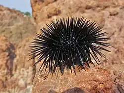 Arbacia lixula vivant, hors de l'eau