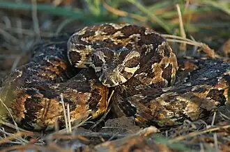 Description de l'image ArbeLevy-Vipera palaestinae 3.jpg.