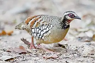 Arborophila brunneopectus