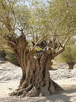 L'olivier est aussi une trogne par excellence.