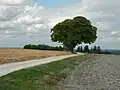 Un arbre isolé près du sommet de la colline.