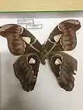 Archaeoattacus staudingeri dans les collections du MNHN de Paris.