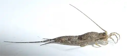 Petrobius sp., un Archaeognatha.