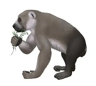 Archaeoindris fontoynonti