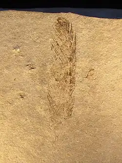 Empreinte d'une plume d'Archaeopteryx dans le sédiment.