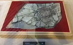 Un fossile composite qui a suscité beaucoup de controverse en 1999, nommé de manière informelle "Archaeoraptor", exposé au deuxième étage du musée.