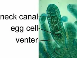 Archégone de Porella&nbsp;(en).