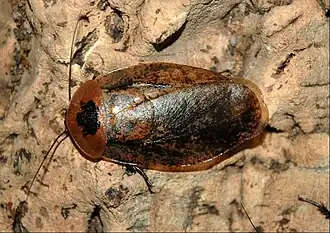 Description de l'image Archimandrita_tessellata_002.L.D.jpg.