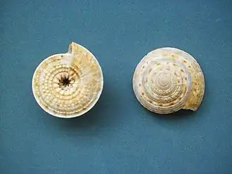 Architectonica nobilis