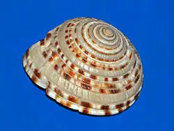 Architectonica perdix