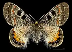 ♀ Face dorsale MHNT