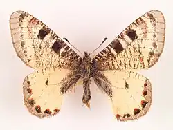 Archon apollinus amasina (Amasya, Turquie)