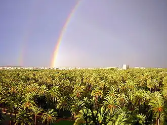 La palmeraie d'Elche, patrimoine mondial de l'Unesco.
