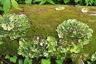 Description de l'image Arctic Paw Lichen (3817747137).jpg.