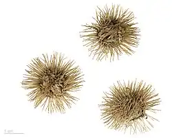 Arctium lappa au Muséum de Toulouse.