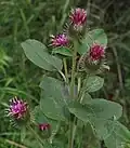 Petite bardane (Arctium minus).