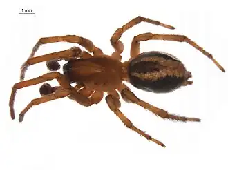 Description de l'image Arctobius agelenoides m1.jpg.